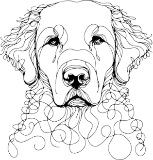 Curly coated retrívr