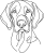 Maďarský ohař krátkosrstý - Vizsla