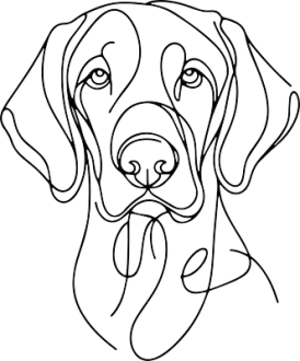 Maďarský ohař krátkosrstý - Vizsla