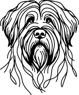 Briard