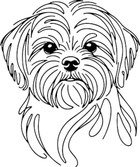 Shih tzu