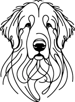 Komondor