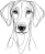 Anglický foxhound