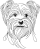 Jorkšírský teriér