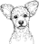 Pumi