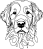 Lagotto romagnolo