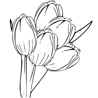 Tulipány