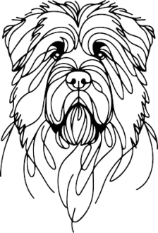 Flanderský bouvier